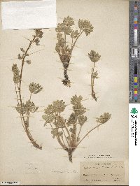 Lupinus saxosus image