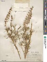 Lupinus arbustus subsp. pseudoparviflorus image