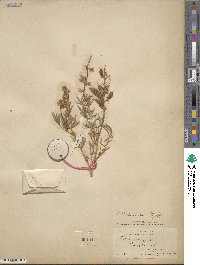 Lupinus arbustus image