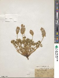 Lupinus sellulus image