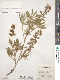 Lupinus sericeus image