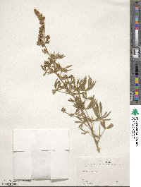 Lupinus sericeus image