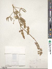 Lupinus sericeus image