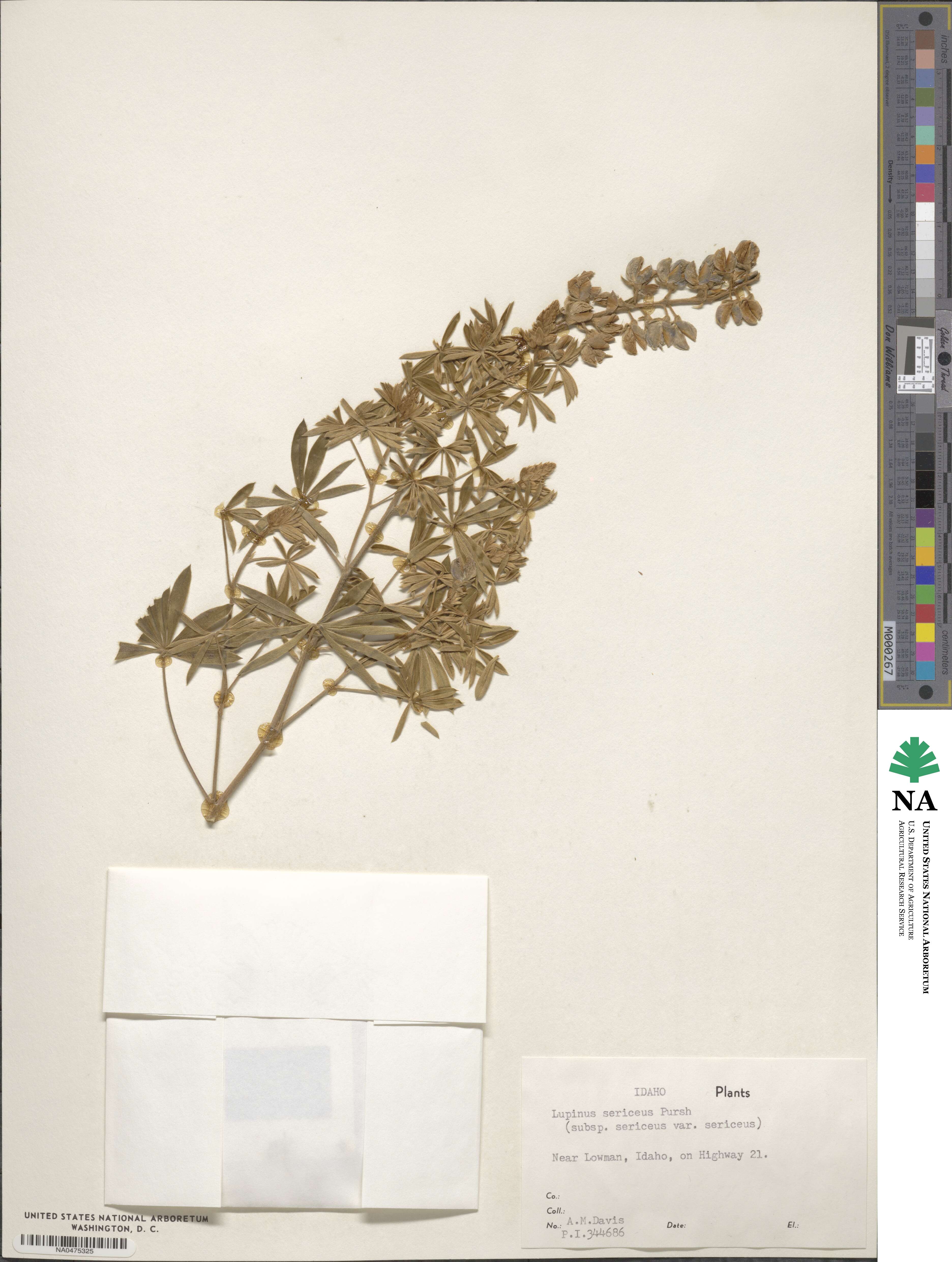 Lupinus sericeus image