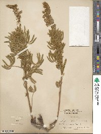 Lupinus sericeus image