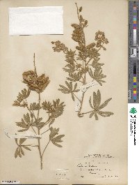 Lupinus sericeus image