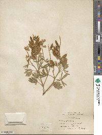 Lupinus sericeus image