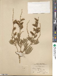 Lupinus sericeus image