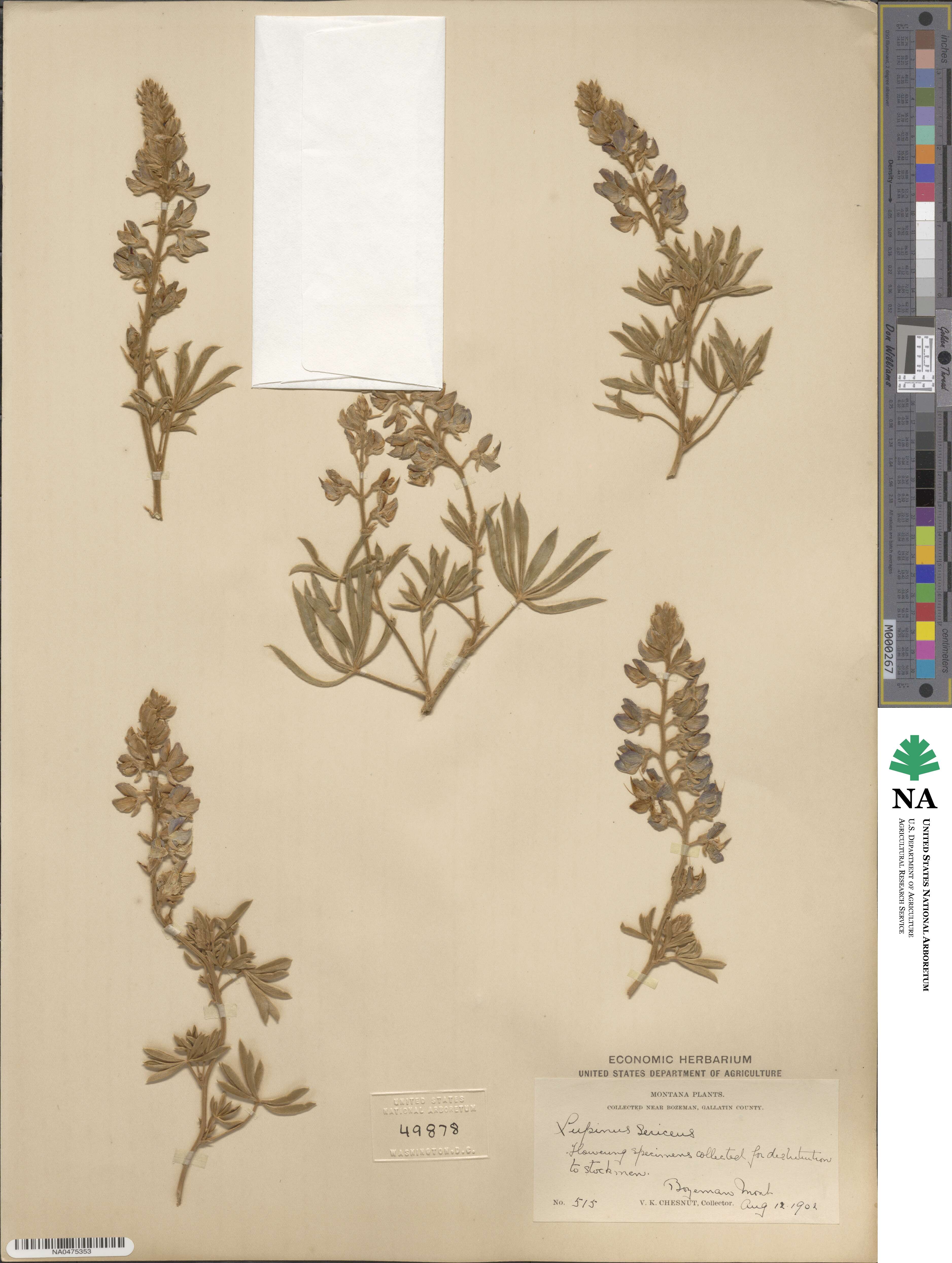 Lupinus sericeus image