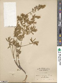 Lupinus sericeus image