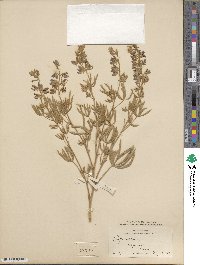 Lupinus sericeus image