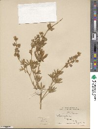 Lupinus sericeus image