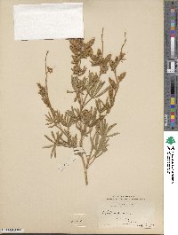 Lupinus sericeus image