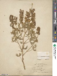 Lupinus sericeus image