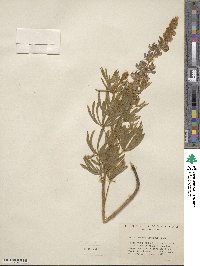 Lupinus sericeus image