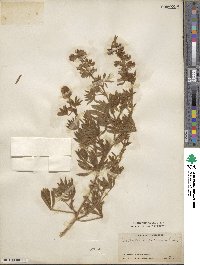 Lupinus sericeus image