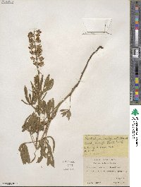 Lupinus sericeus image