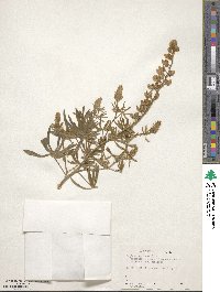 Lupinus sericeus image