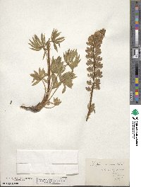 Lupinus sericeus image