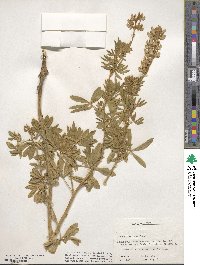 Lupinus sericeus image