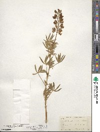 Lupinus sericeus image