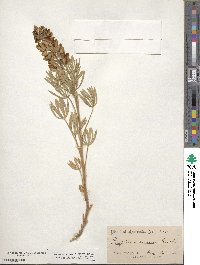 Lupinus sericeus image