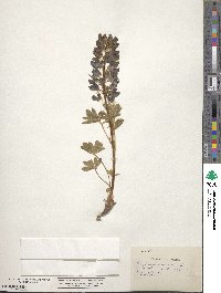 Lupinus sericeus image