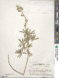 Lupinus sericeus image