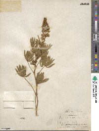 Lupinus sericeus image