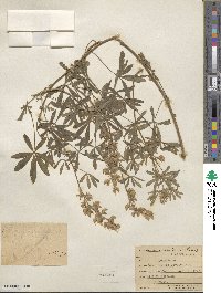 Lupinus sericeus image