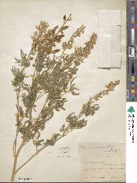 Lupinus sericeus image