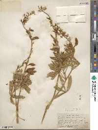 Lupinus sericeus image