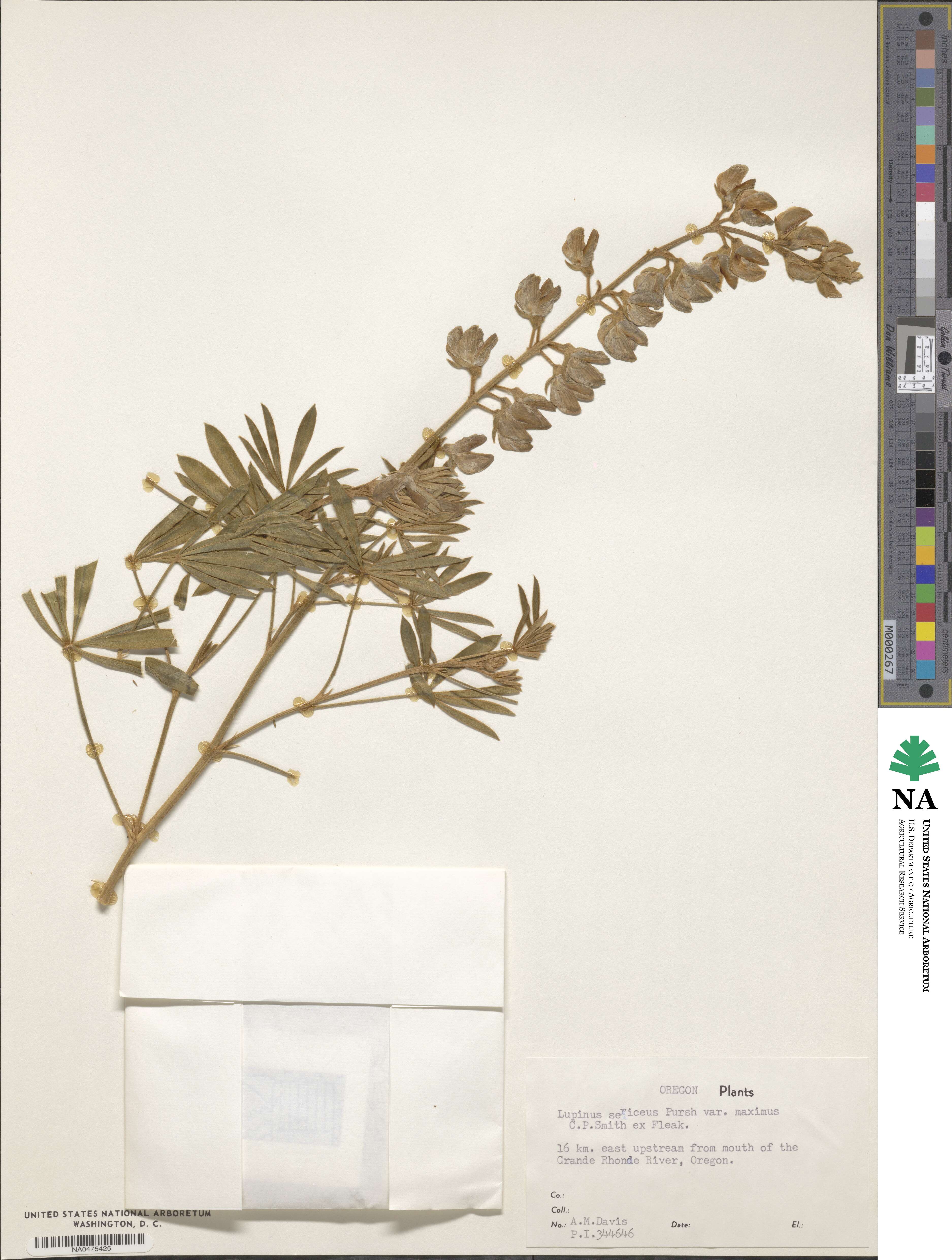 Lupinus sericeus var. maximus image