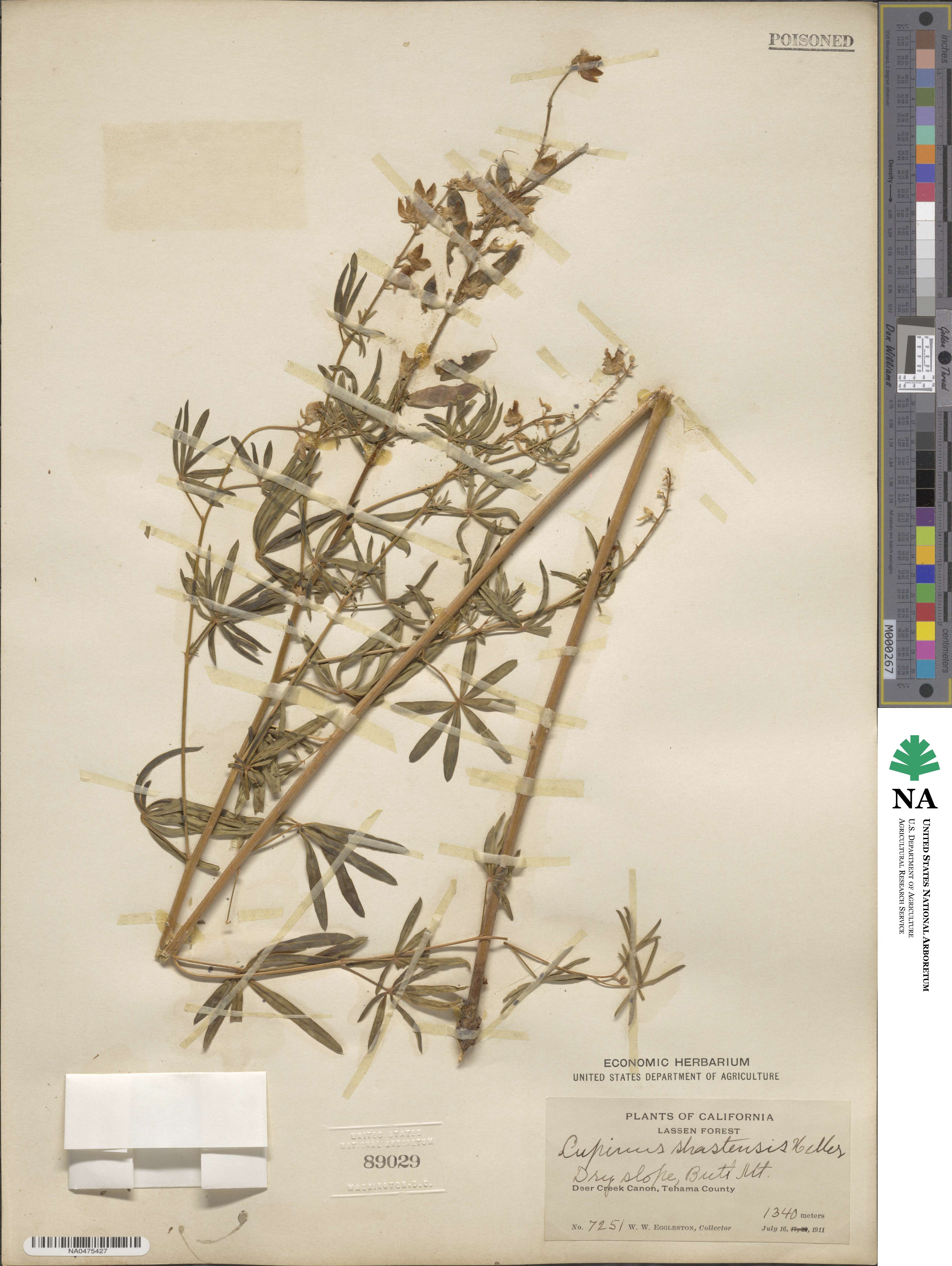 Lupinus albicaulis var. shastensis image