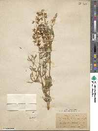 Lupinus albicaulis var. shastensis image