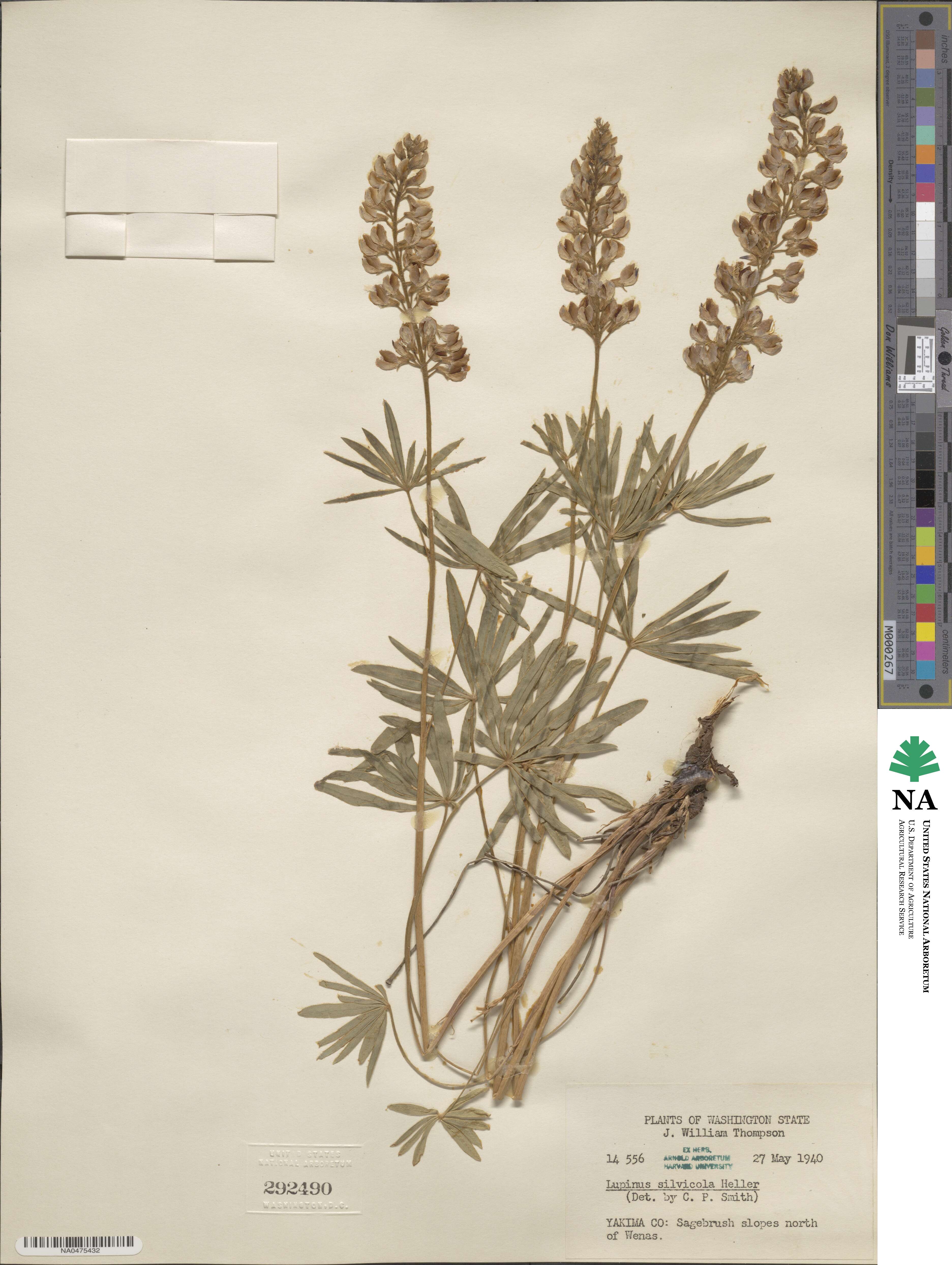 Lupinus arbustus subsp. silvicola image