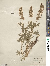 Lupinus arbustus subsp. silvicola image