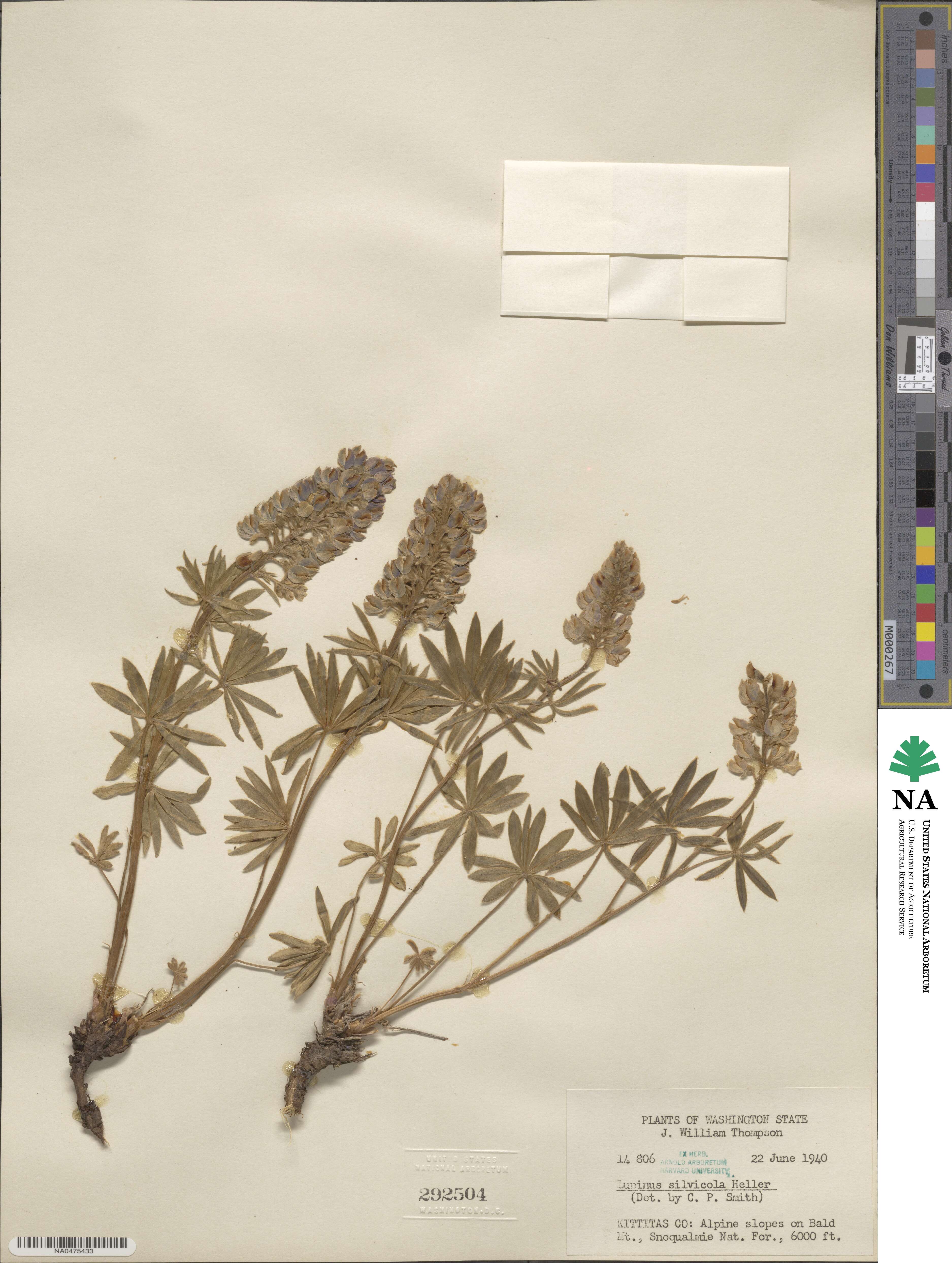 Lupinus arbustus subsp. silvicola image