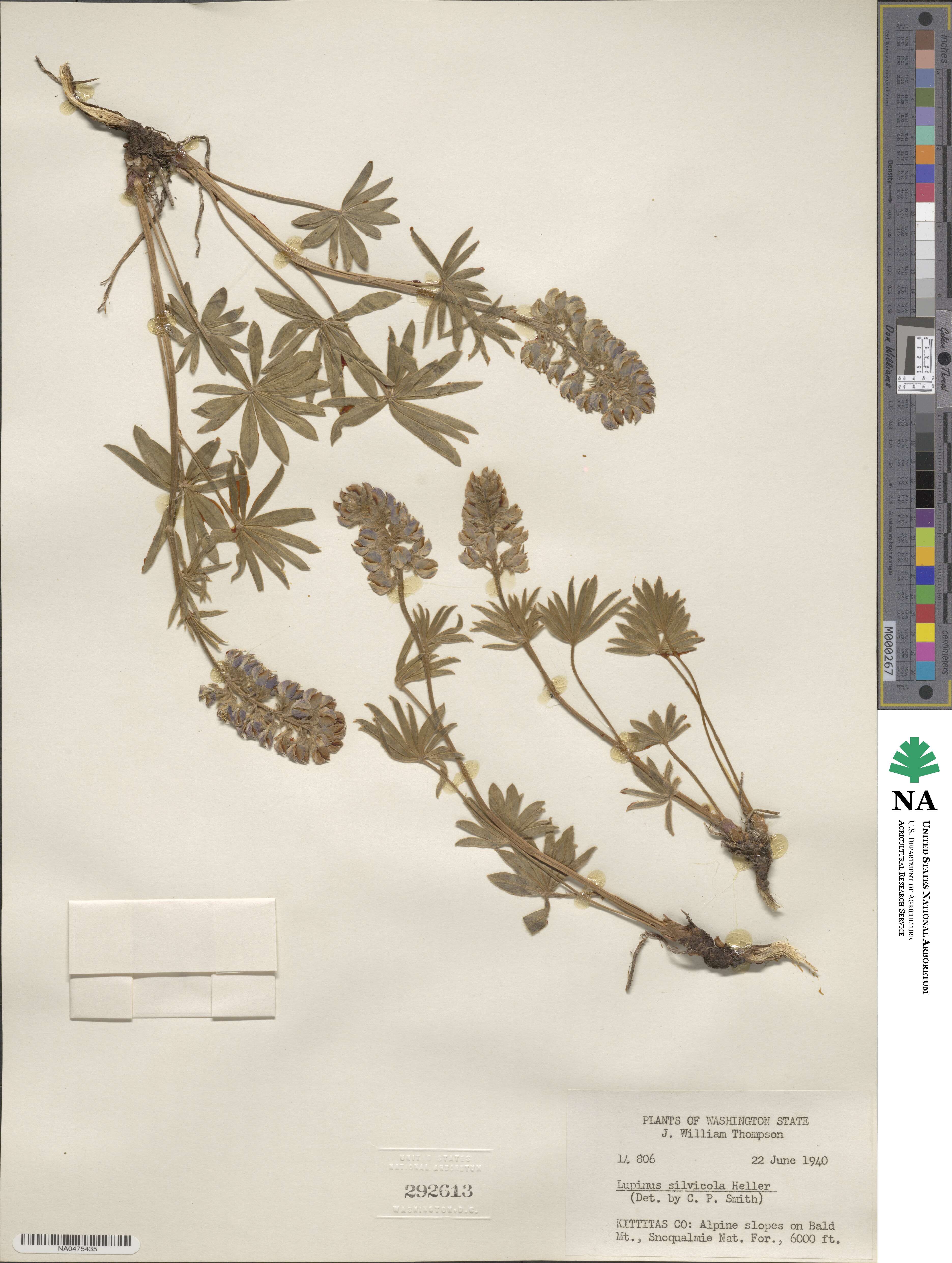 Lupinus arbustus image