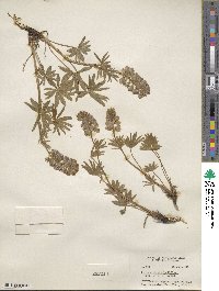 Lupinus arbustus subsp. silvicola image