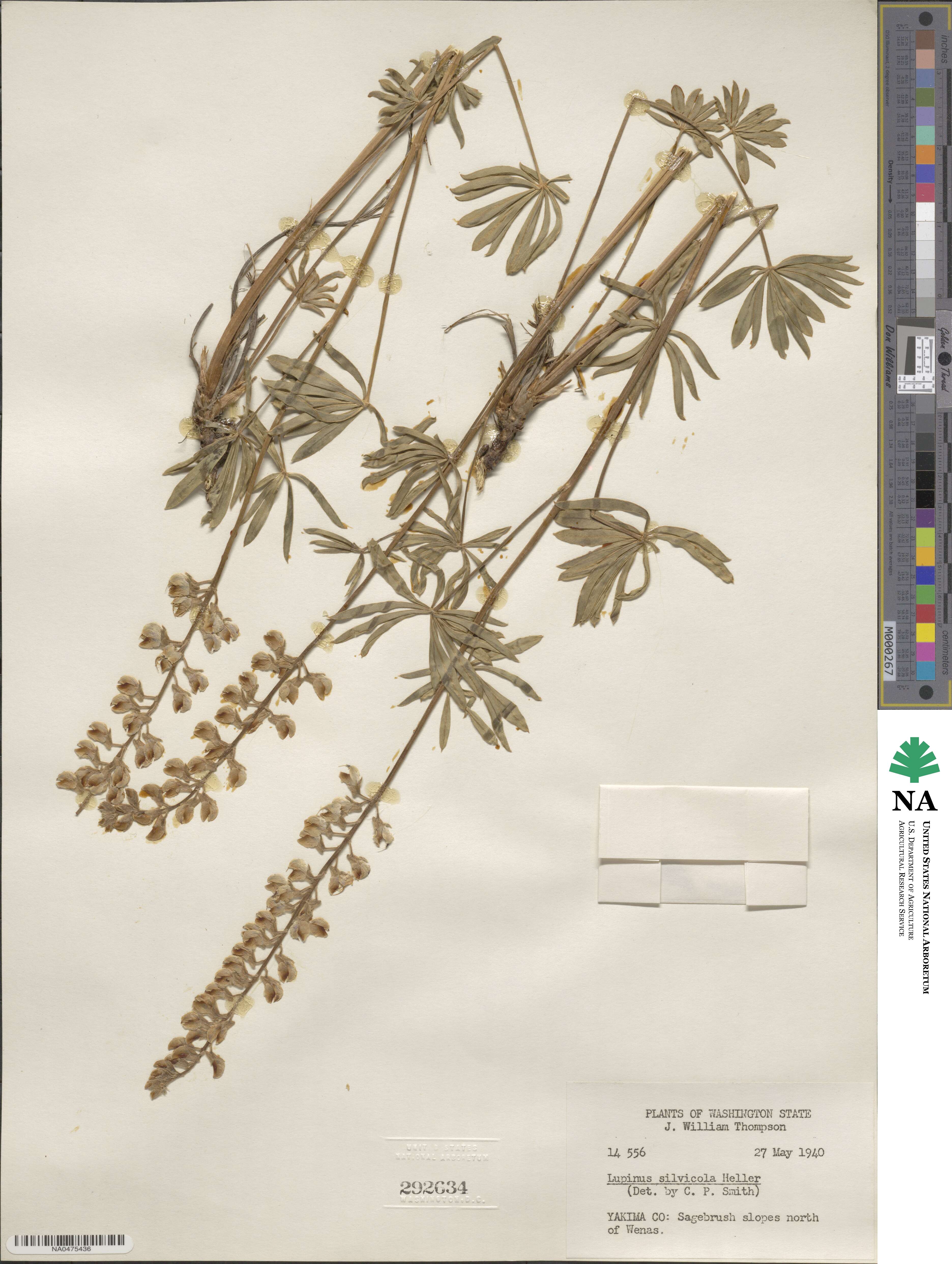 Lupinus arbustus subsp. silvicola image