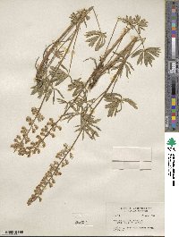 Lupinus arbustus image