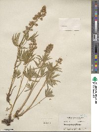 Lupinus arbustus subsp. silvicola image