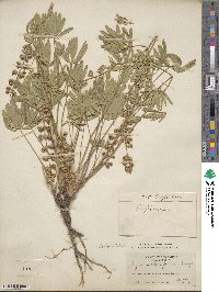 Lupinus arbustus subsp. silvicola image