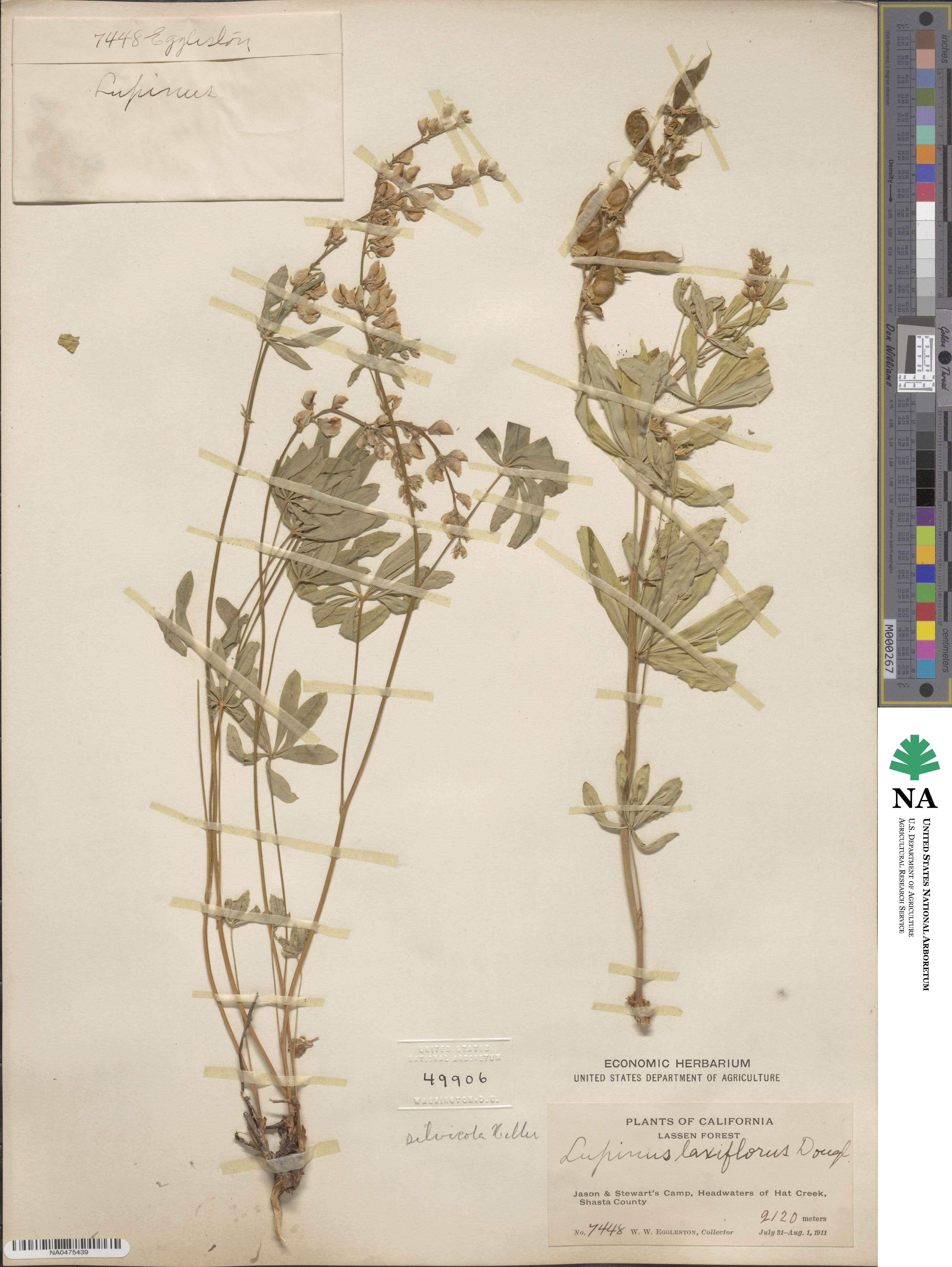 Lupinus arbustus image