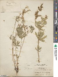 Lupinus arbustus image