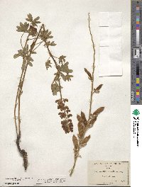 Lupinus argenteus image