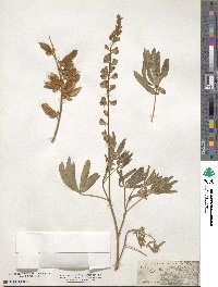 Lupinus argenteus subsp. argenteus image