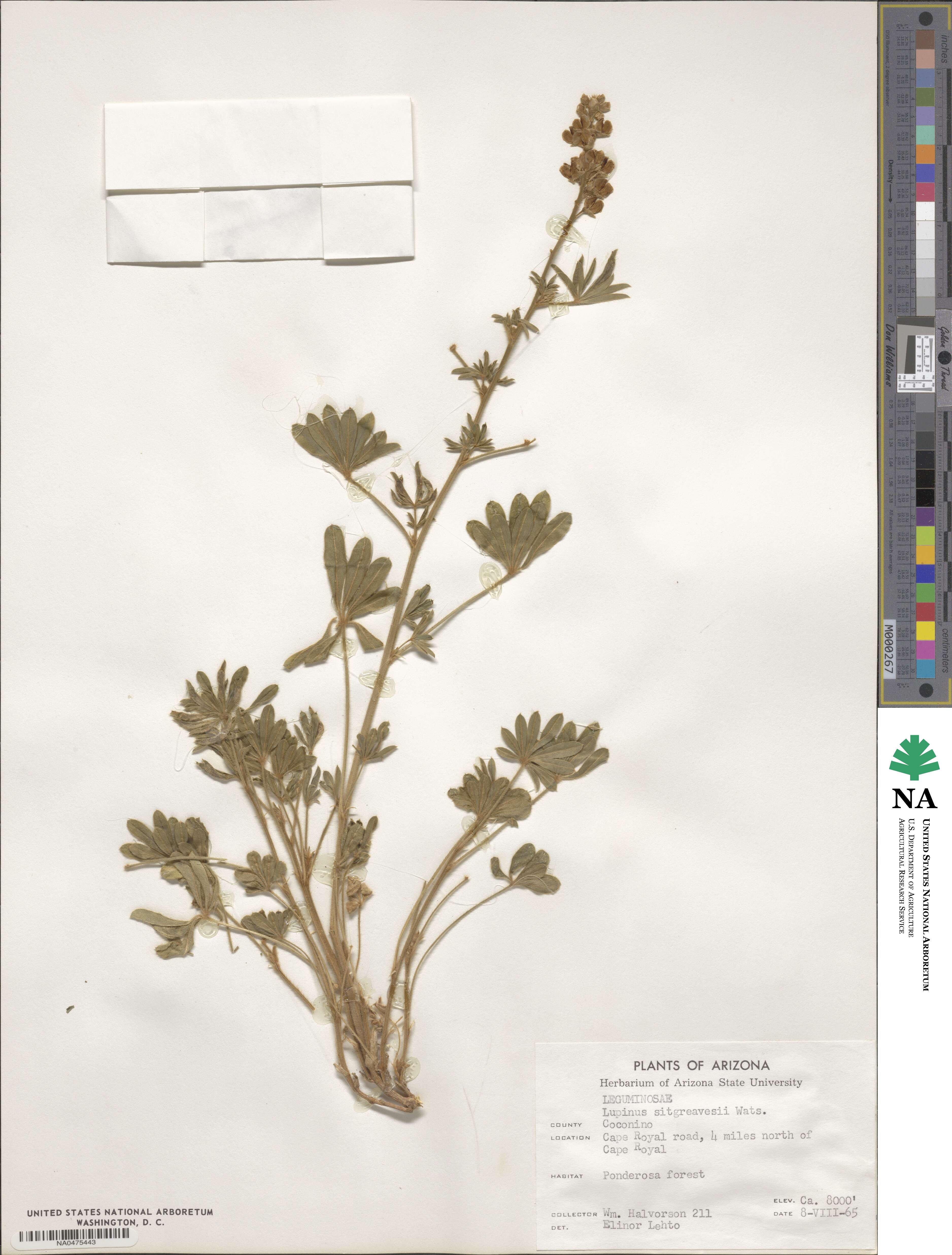 Lupinus argenteus subsp. argenteus image