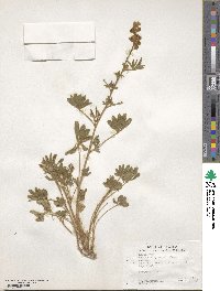 Lupinus argenteus subsp. argenteus image